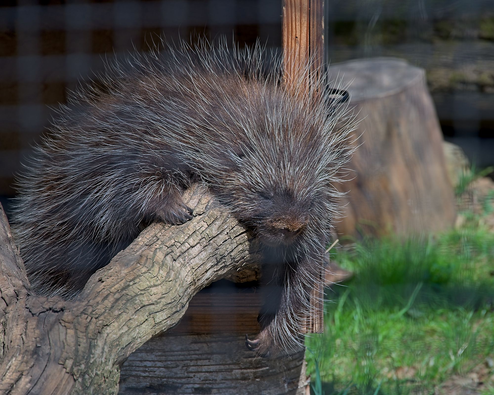 North American Porcupine at the Brandywine Zoo