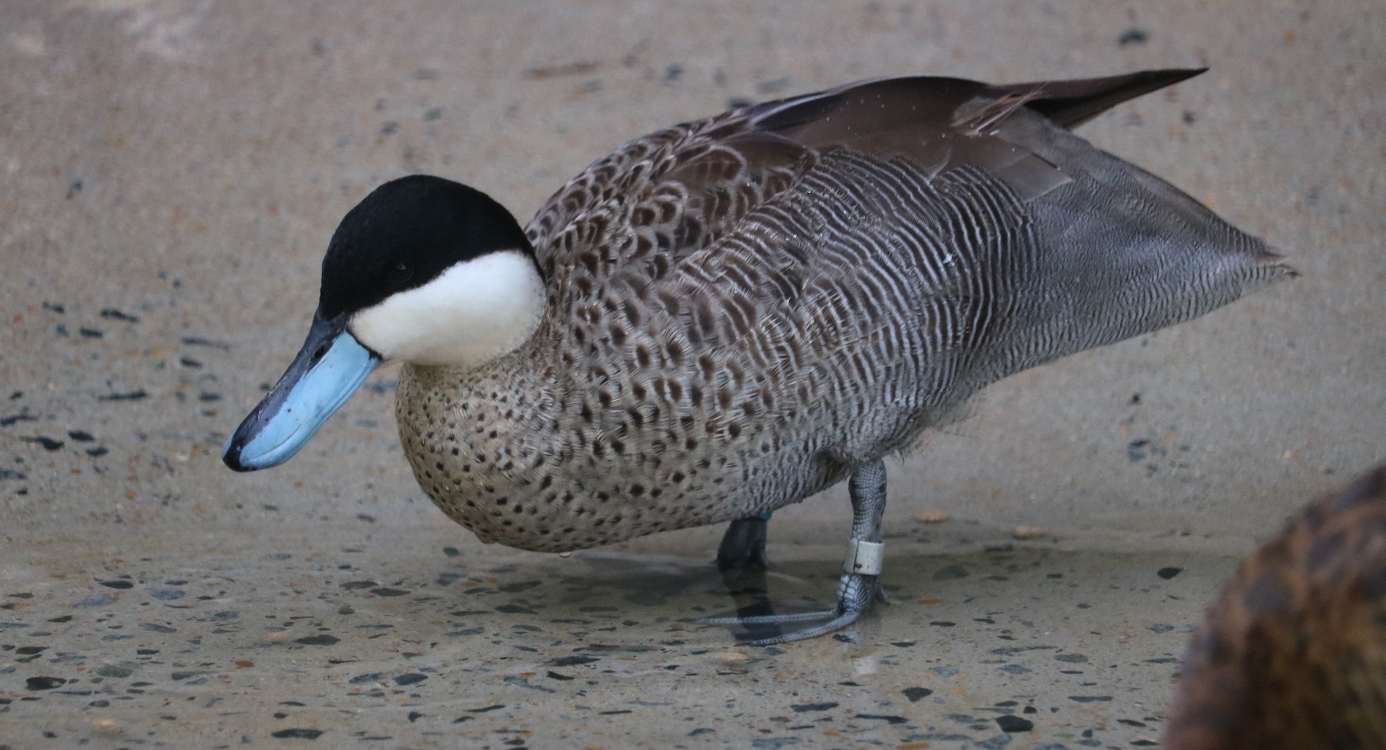 Puna teal duck at the Brandywine Zoo