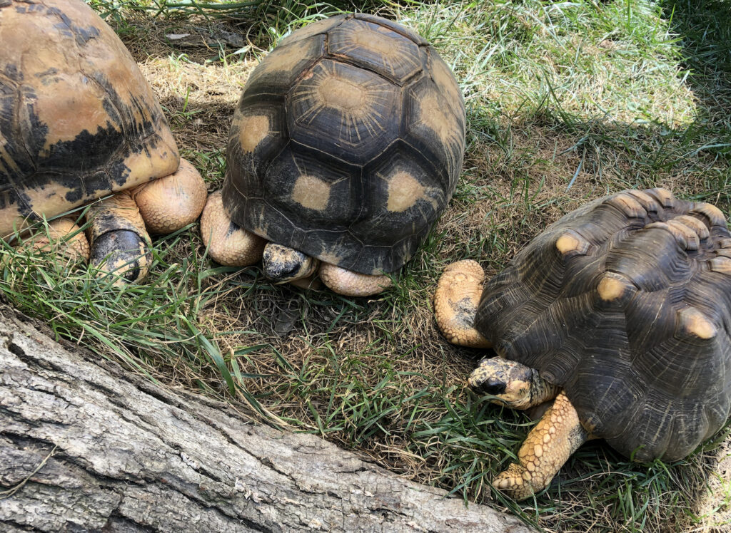 Three radiated tortoises at the Brandywine Zoo