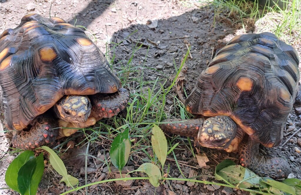 Two red-footed tortoise at the Brandywine Zoo