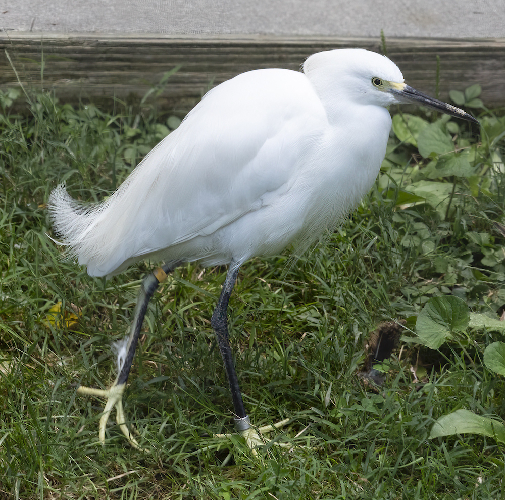 Snowy Egret at the Brandywine Zoo