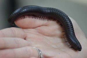 Millipede