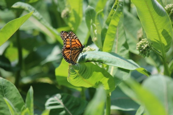 Monarch Larvae Project