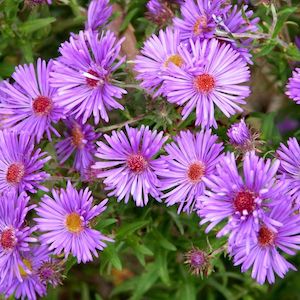 Aster