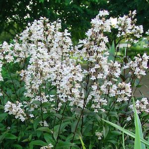 beardtongue