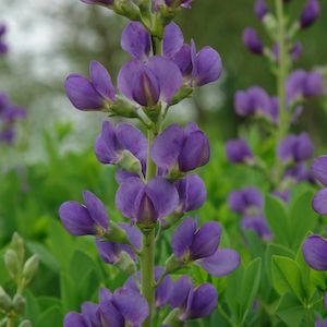 blue false indigo