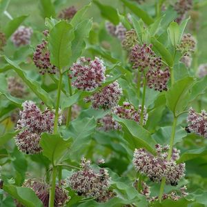 common milkweed