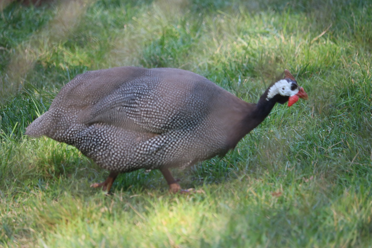 Helmeted Guinea Fowl at the Brandywine Zoo