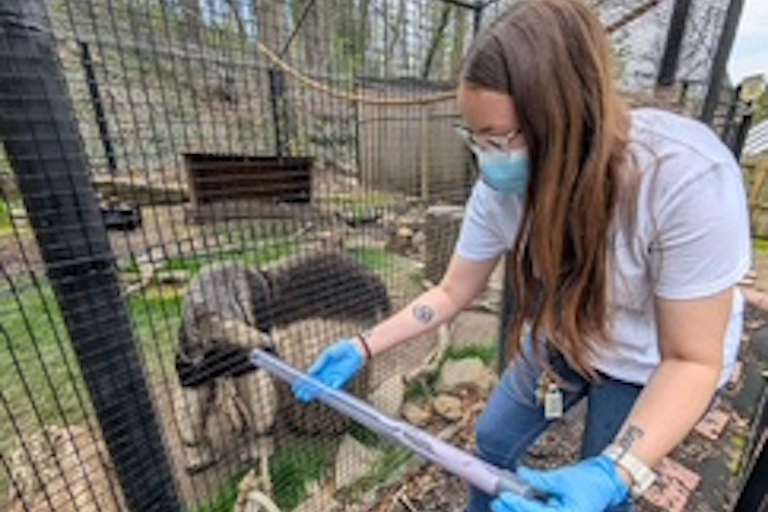 Giant Anteater Encounter