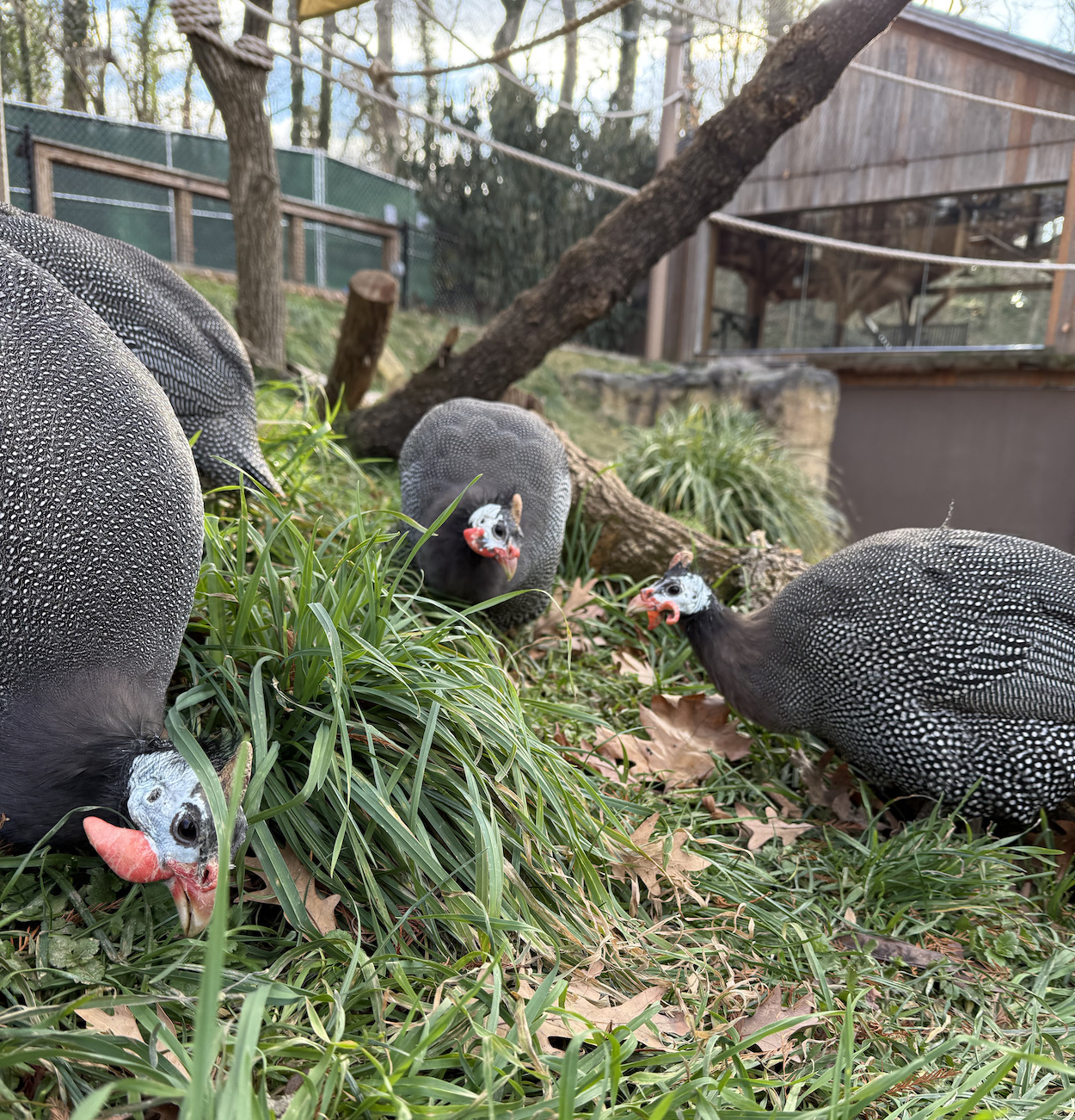 helmeted guinea fowl at the brandywine zoo