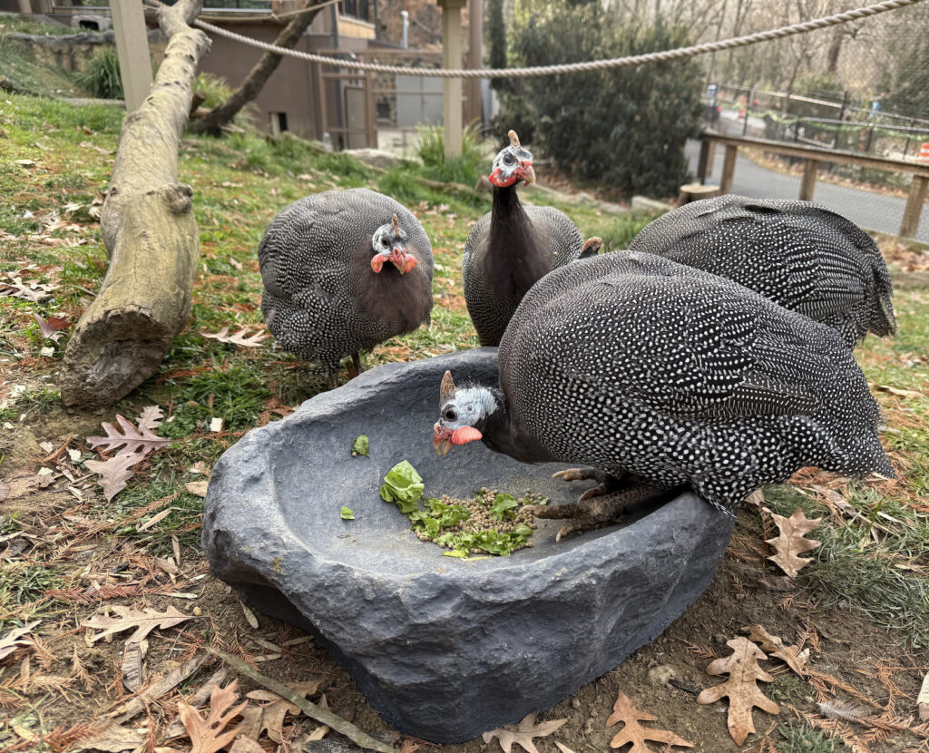 Helmeted guinea fowl at the Brandywine Zoo