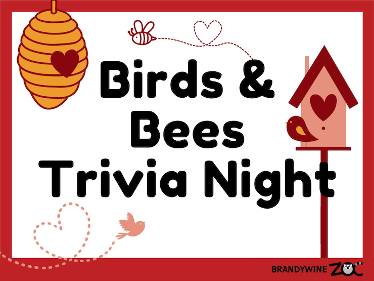 Birds and Bees Trivia Night