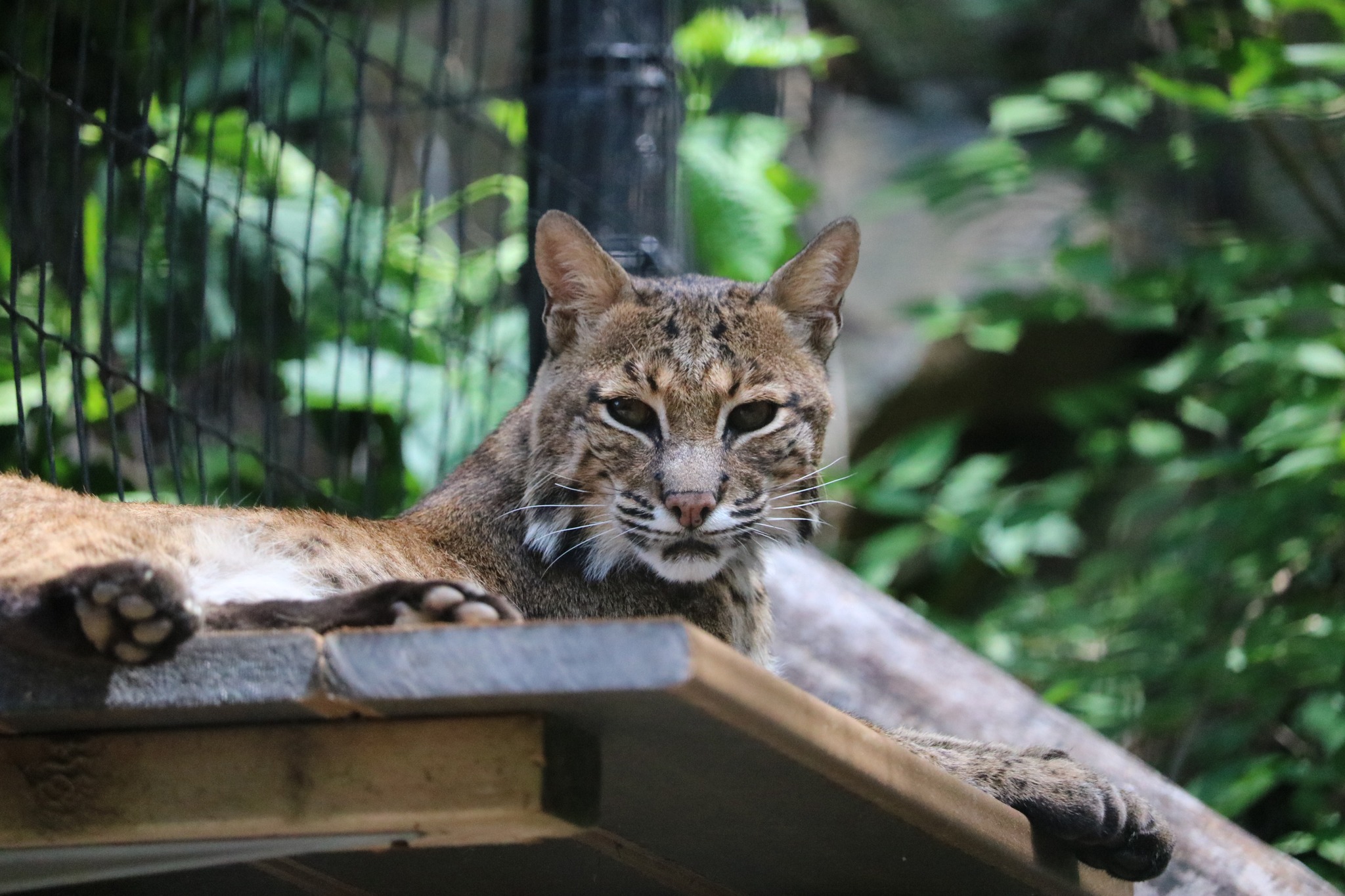 Squeakers the bobcat