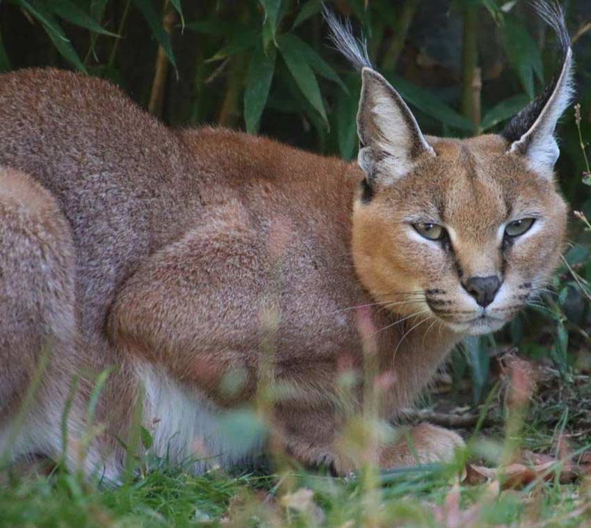 Caracal at the Brandywine Zoo