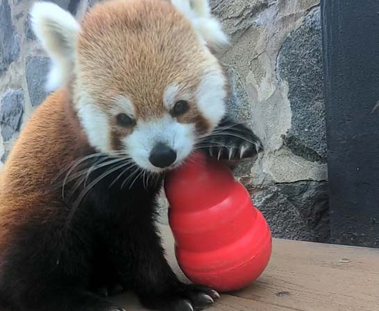 red panda enrichment