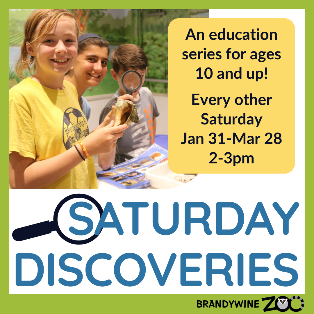 Saturday Discoveries