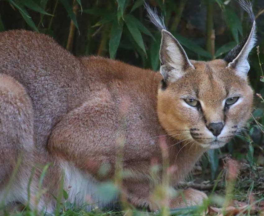 caracal-home-2