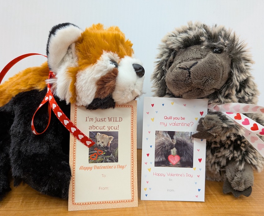 Valentine's Day gift package