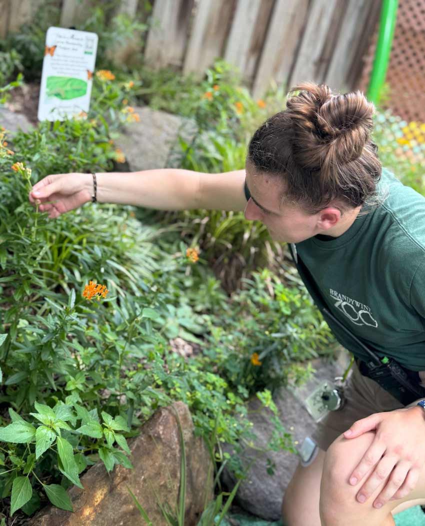 Monarch Larva Monitoring Project