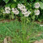 Nodding Onion