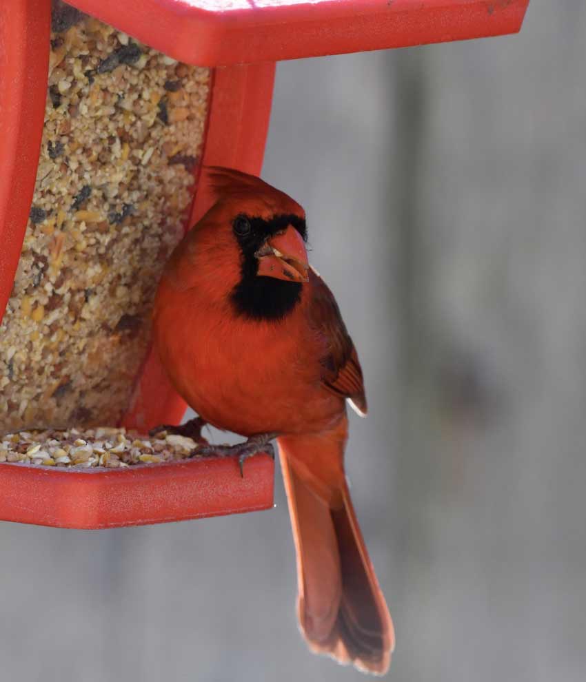 Project Feeder Watch