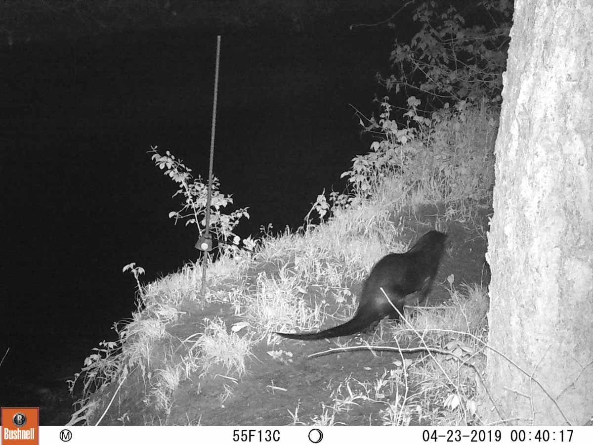 River otter on river bank