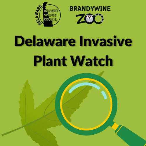 Delawre Invasive Plant Watch