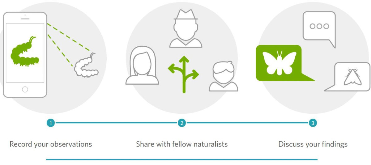iNaturalist How it Works graphic