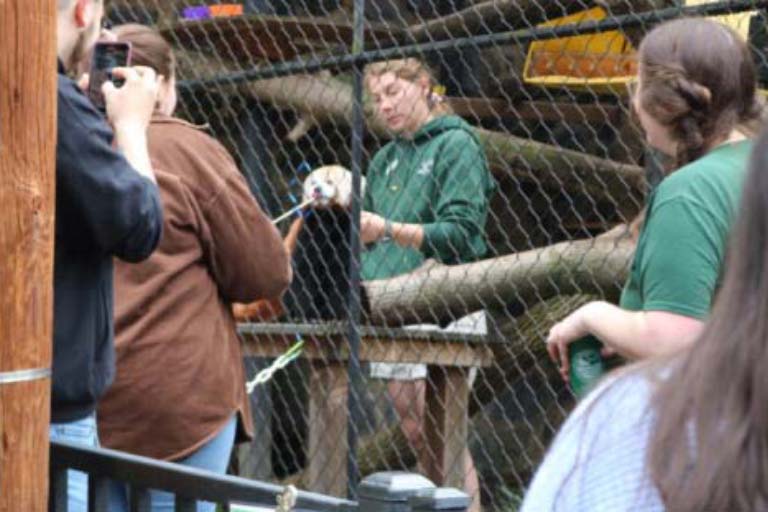 Red Panda Animal Encounter