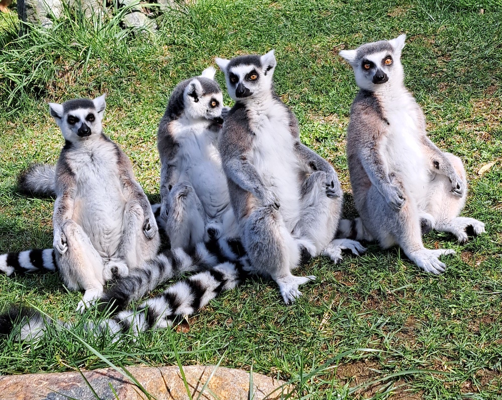 Ring-tailed lemurs courtesy of lead keeper Allyson
