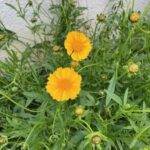 Coreopsis
