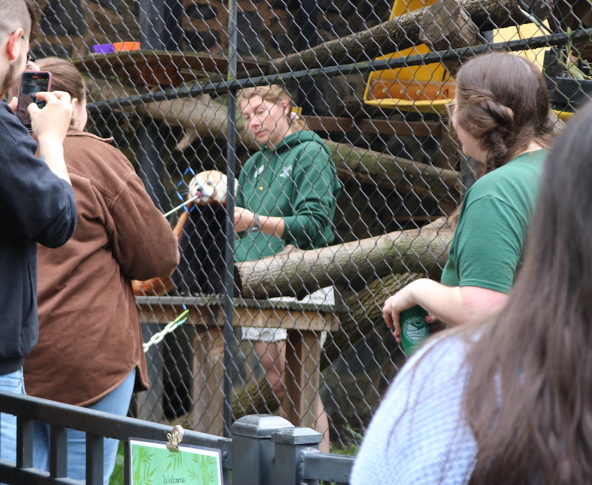 Red Panda Animal Encounters