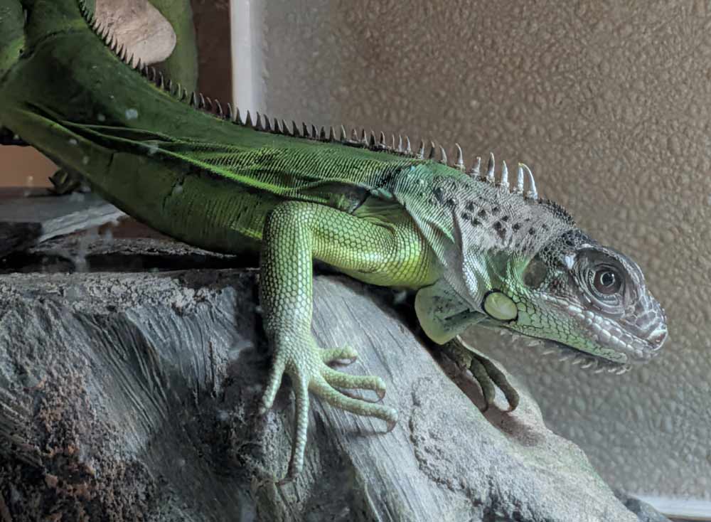 Green Iguana