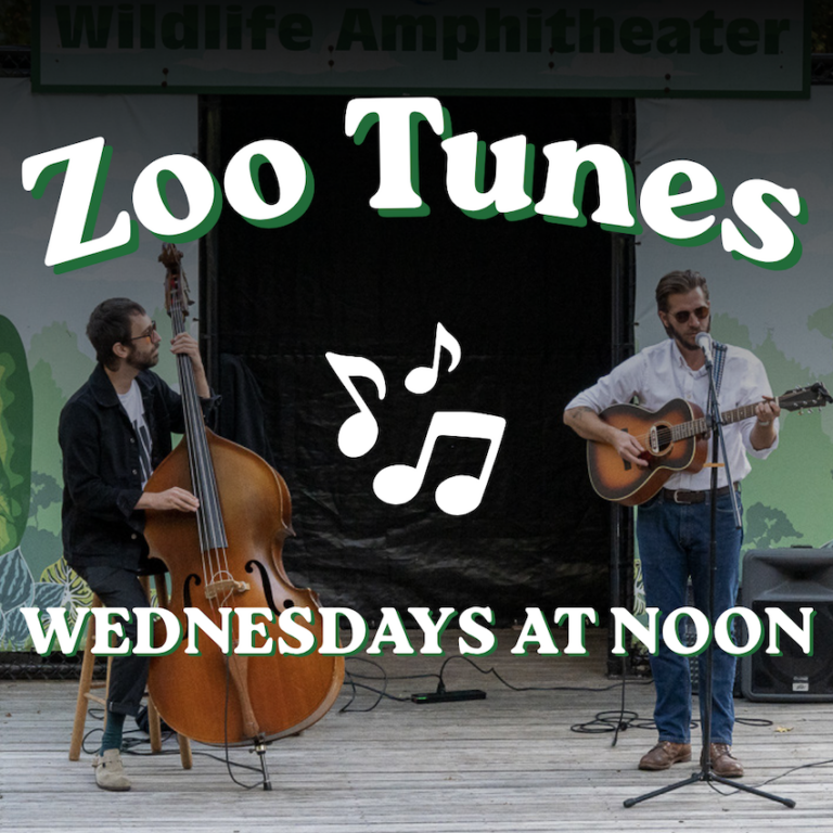 Zoo Tunes