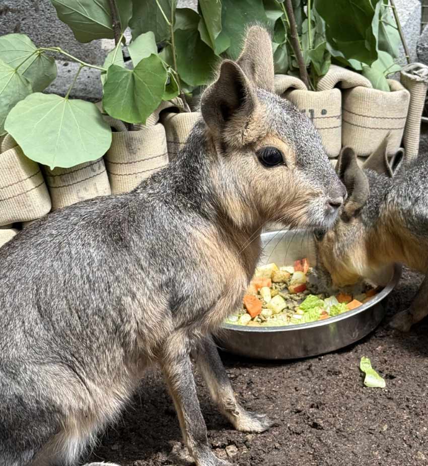 Patagonian Mara