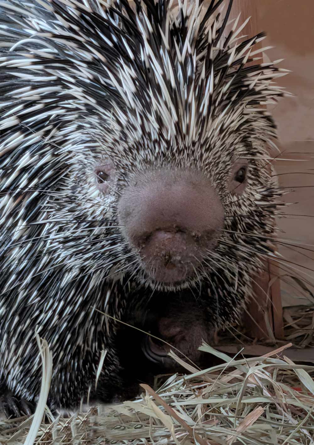 Prehensile-tailed-porcupine