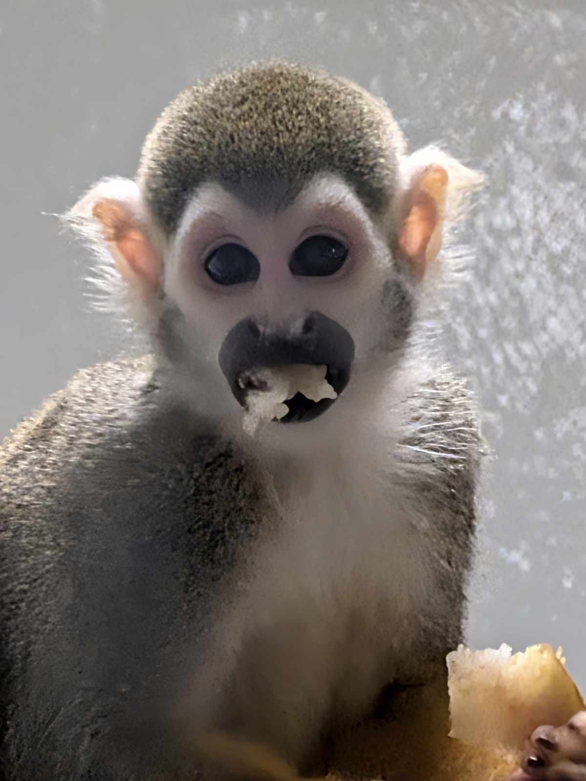 Guianan Squirrel Monkey