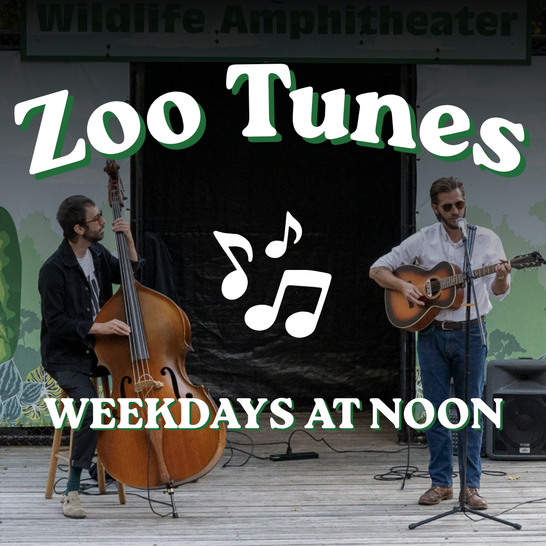 Zoo Tunes