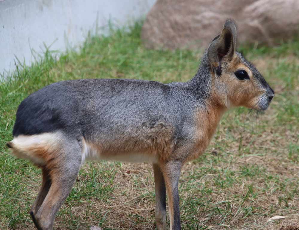 Patagonian Mara
