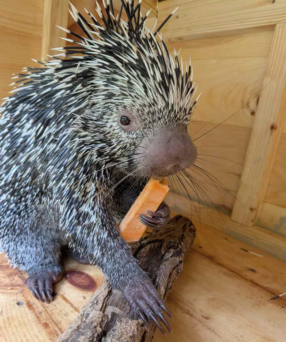 Prehensile-tailed porcupin eating carrot