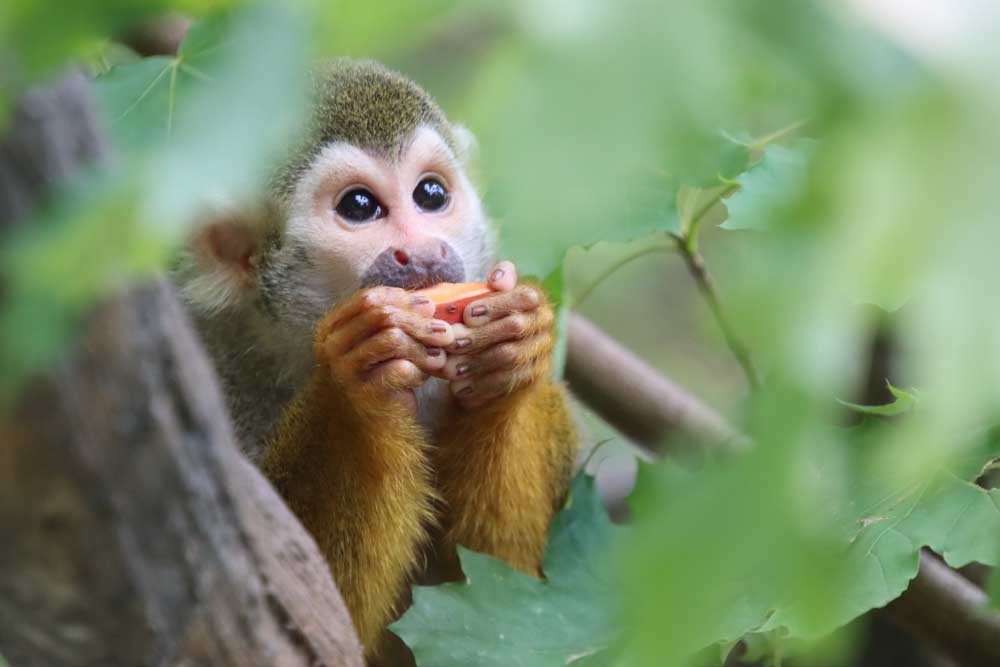 Squirrel Monkey eating fruit