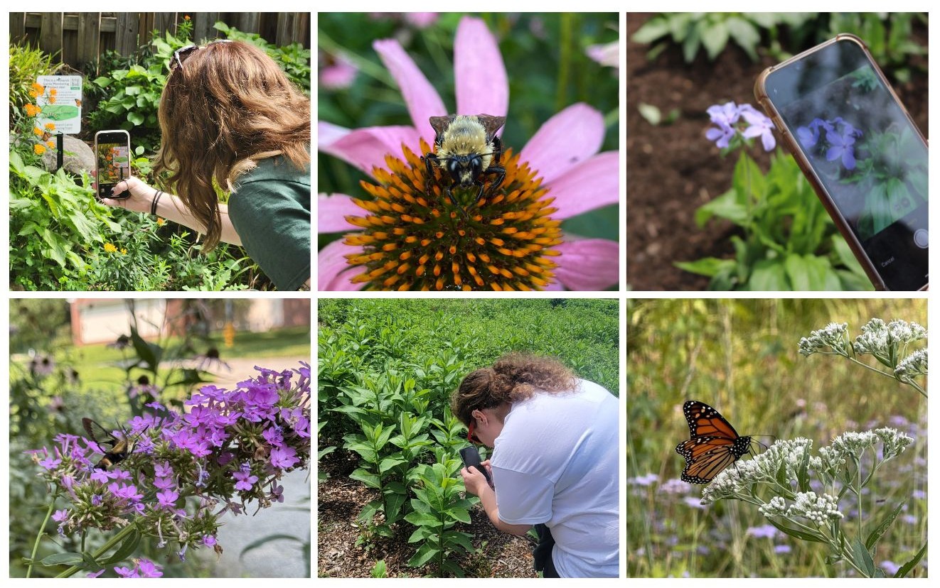 Pollinator's Bio Blitz