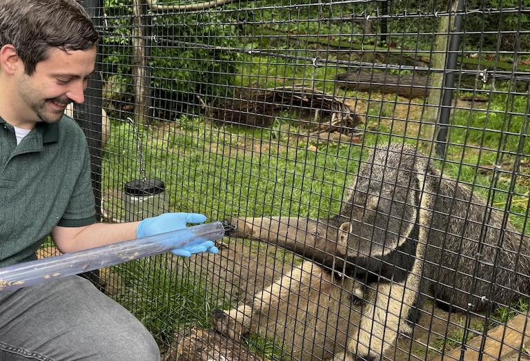 giant anteater animal encounter feeding