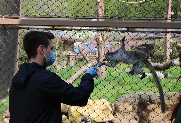 lemur animal encounter feeding