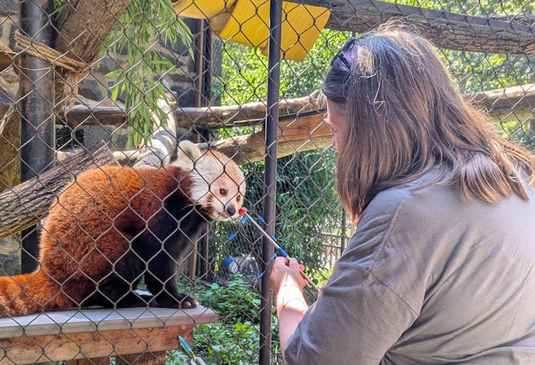 red panda animal encounter feeding