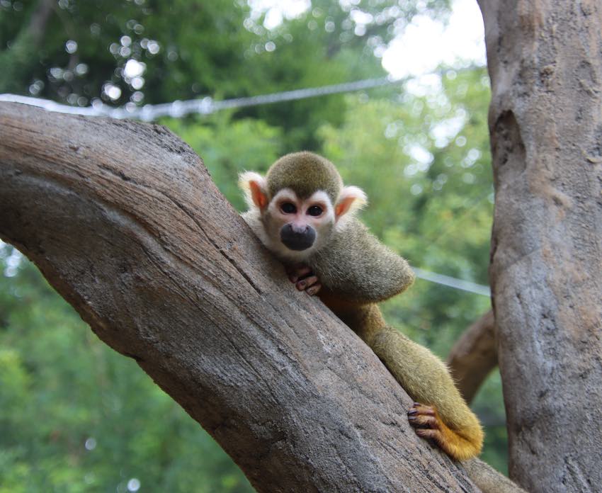 Support the Brandywine Zoo Annual Fund
