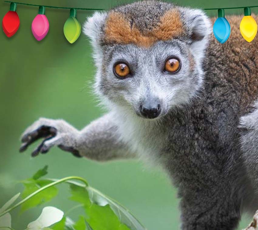 Holiday Gift Membership