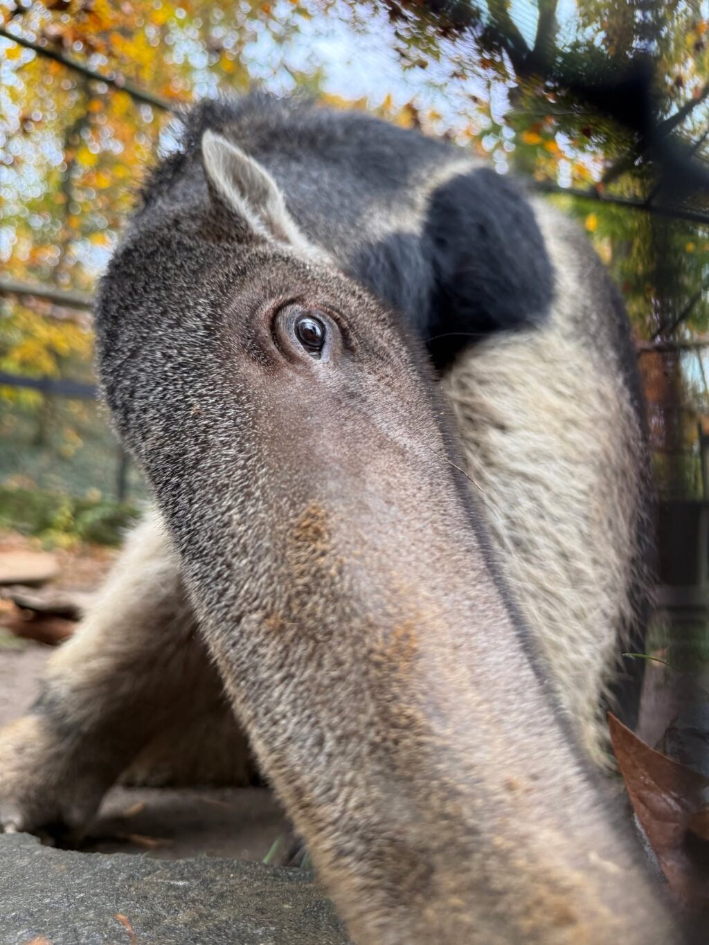 Instagram post from brandywinezoo. This post is in position 3.