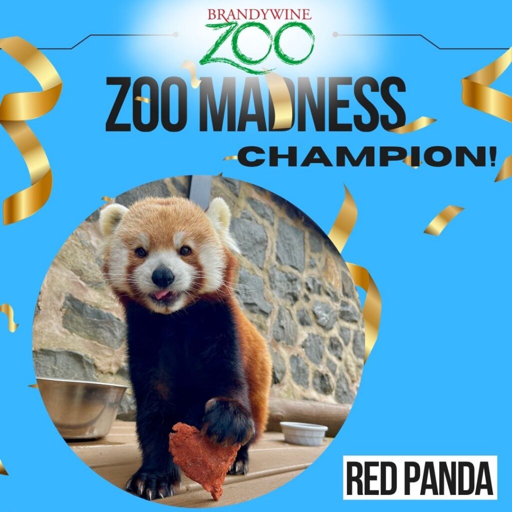 Instagram post from brandywinezoo. This post is in position 1.