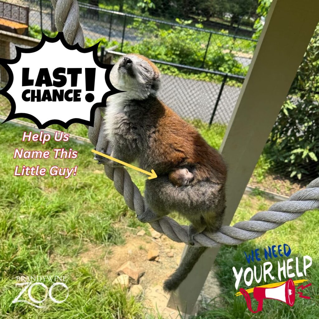 Instagram post from brandywinezoo. This post is in position 1.